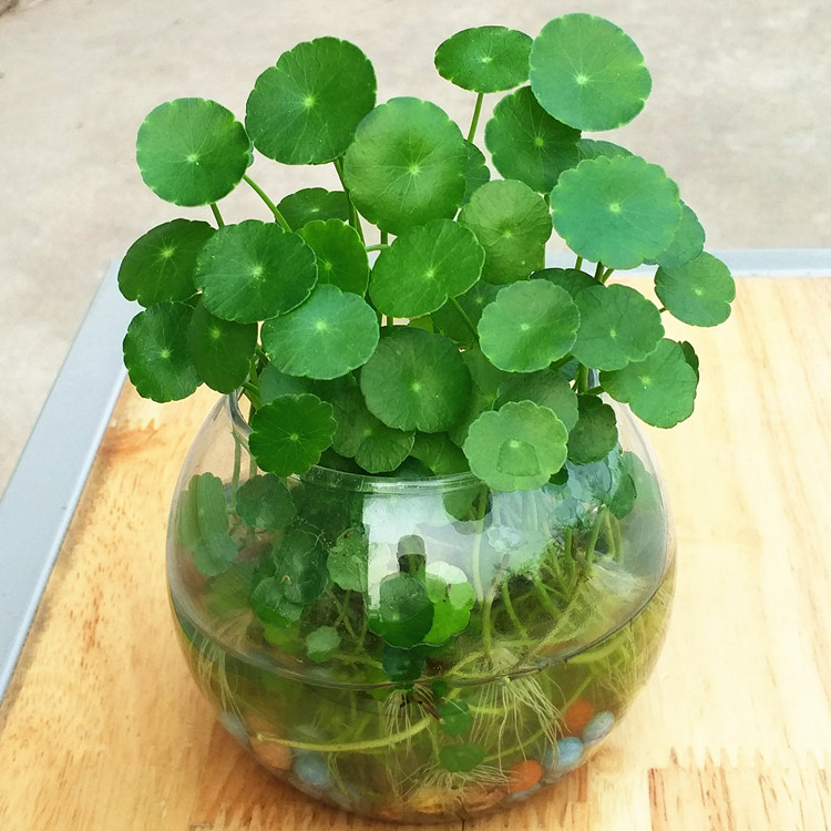 室內桌面水培植物水培黃金葛銅錢草火鶴花金邊吊蘭盆栽吸甲醛淨化空氣 室內桌面水培植物水培黃金葛銅錢草火鶴花金邊吊蘭盆栽吸甲醛淨化空氣