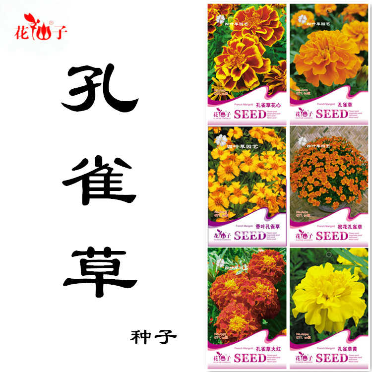 花仙子孔雀草种子小万寿菊红黄草西番花孔雀菊芳香密花双色