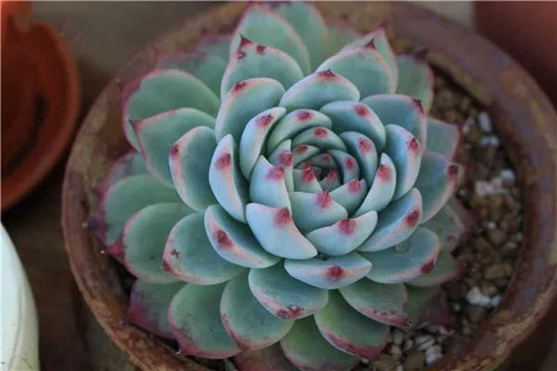 吉娃娃 桃太郎和水蜜桃 三者是什麼關係 淘寶海外