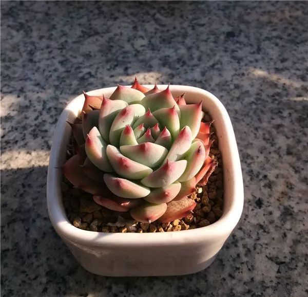 吉娃娃 桃太郎和水蜜桃 三者是什麼關係 淘寶海外