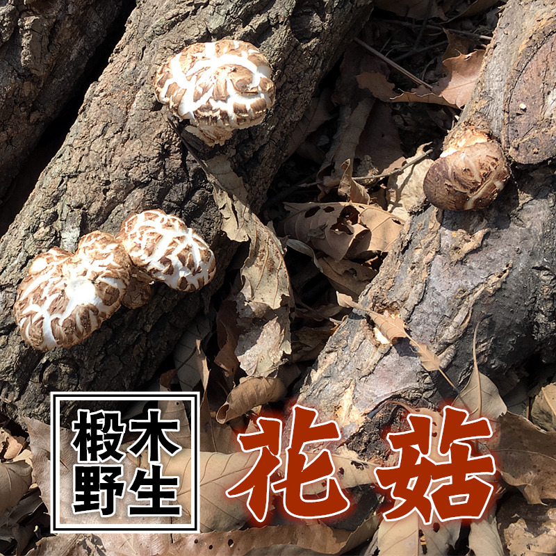 Selected flower mushroom Qinling wild mushroom dry mushroom farmer's homemade size 500g mushroom Xiang ru
