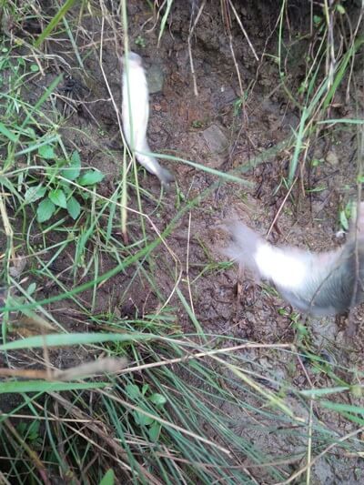 一次扯起两条鲫鱼 一次扯起两条鲫鱼