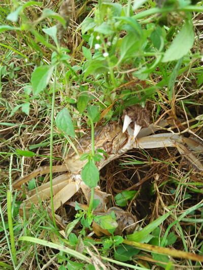 掉到了草丛中 掉到了草丛中