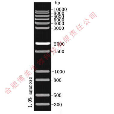1kb plus DNA  Marker（300-10000bp） 科研实验核酸 Marker 含票