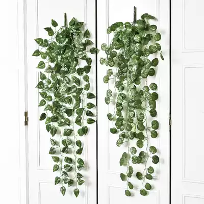 Simulation of golden kuryvine Wall Wall decoration vine plant decorative plastic Golden Kudzu leaves