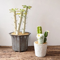Emulated cactus ins Nordic wind false plant Swaying Pieces Fairy column Multi-meat green plant high quality simulation flowers