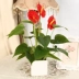 Mô phỏng cây xanh Anthurium chậu nhỏ cây giả phòng khách hoa giả trang trí hoa nhà cây hoa nhỏ bonsai bộ - Hoa nhân tạo / Cây / Trái cây