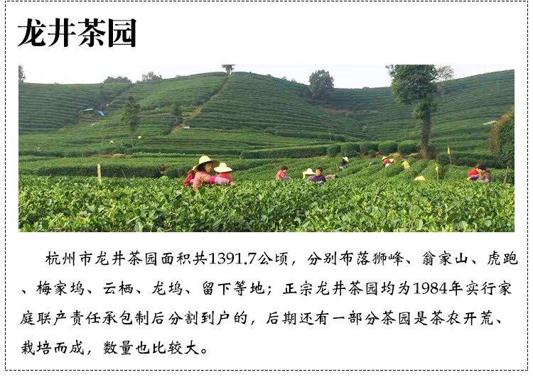 杭源 雨前西湖龙井茶 250g 礼盒装 图14