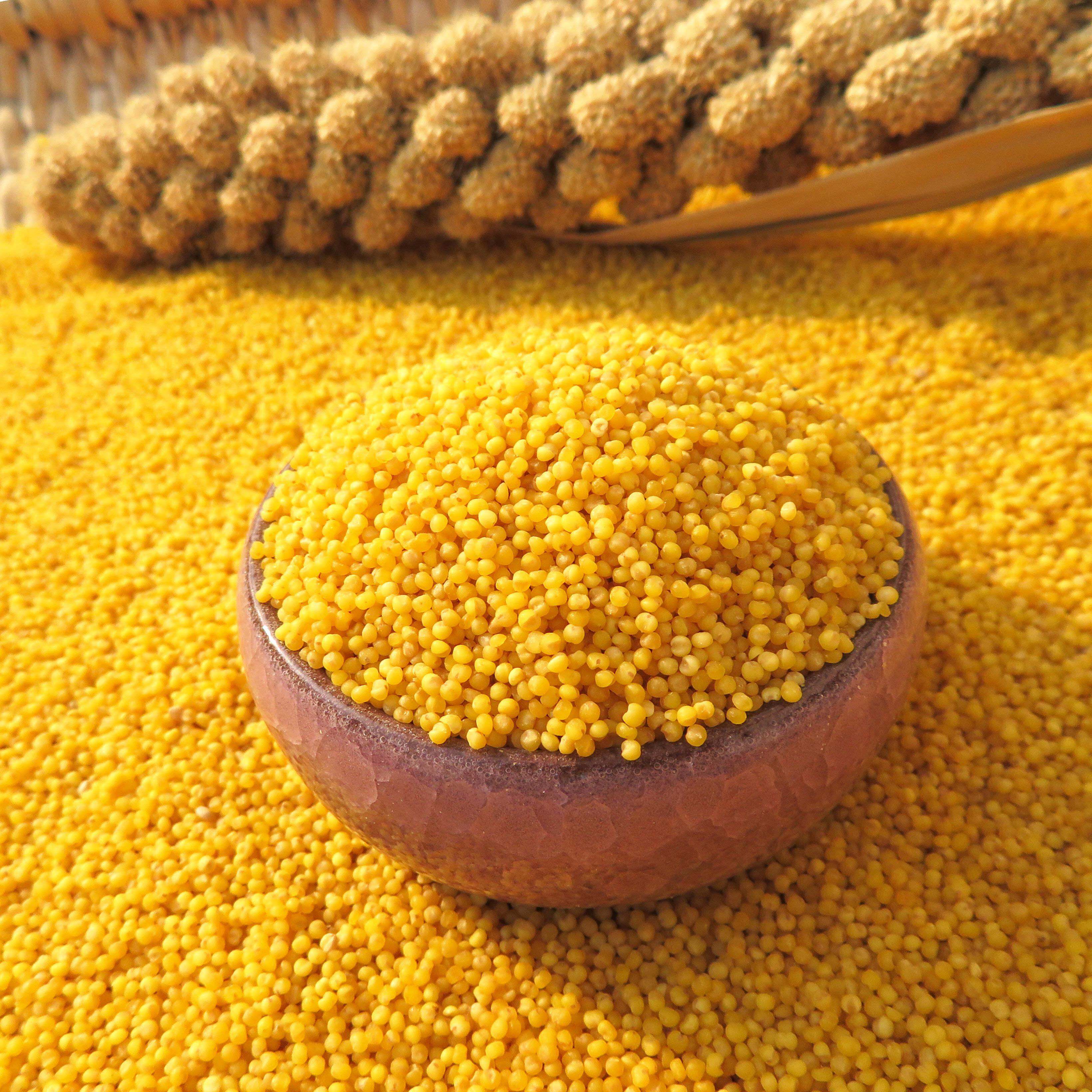 In northeast season, the peasant crop of luminous glutinous peasant grain produced by new Huang Xiaomi moon grueling farm 5 kg