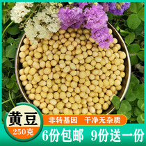 Bulky Soybean Earth Soybean Northeast 250g Non-GMO Five cereals Cereals Soybean Milk special soybean farmhouse Self-planting