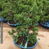 Бутик микро -бонсай подбородок, подбородка кипариса с высоким содержанием сосны Cypress Bonsai bonsai jeju Аутентичный настоящий кипарисовый бонсай