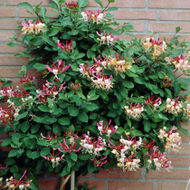 Hardy red honeysuckle potted climbing climbing vine Fragrant flowers Balcony garden hanging plants Mandarin duck vine Bonsai