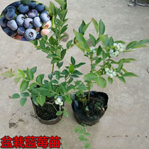 Blueberry potted seedlings Four-season planting Fruit tree seedlings Ground planting blueberry seedlings Garden outdoor planting good cultivation with fruit hair