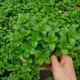 Spearmint с мятой, содержащим оригинальный горшок