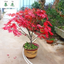 Red maple seedling potted Red maple seedling Gold maple potted bonsai stump good care Red maple seedling potted garden flowers