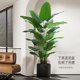 Bird of paradise artificial flowers, fake green plants, living room decorations, fake flowers