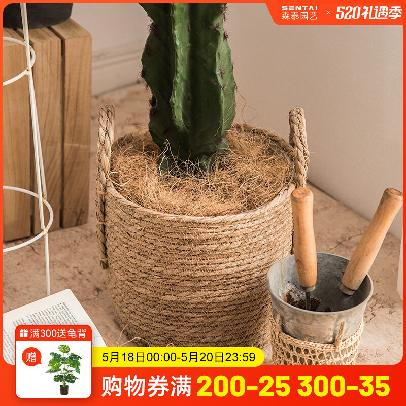 Hainan origin florist Flower Shop Dress Gardening Coconut Silk Surfacing Natural Coconut Palm Silk Surfacing Coconut Palm Silk Potted Ceramist Paving Stones