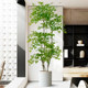 Floor-standing ornaments, home accessories, TV cabinet, Nandina bamboo