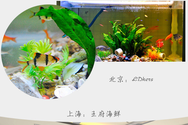 Клей аквариумов в соответствии с объяснением подробностей_04.jpg