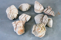 Turtle stone White lotus petal stone root bouldering bonsai stone fish tank landscaping garden stone five pounds a group of 7-10 pieces