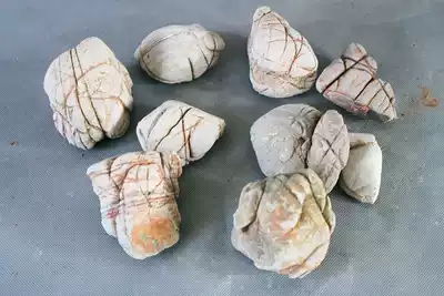 Turtle pattern stone White lotus petals stone root bouldering bonsai stone fish tank landscaping garden stone 5 kg a group of 7-10 pieces