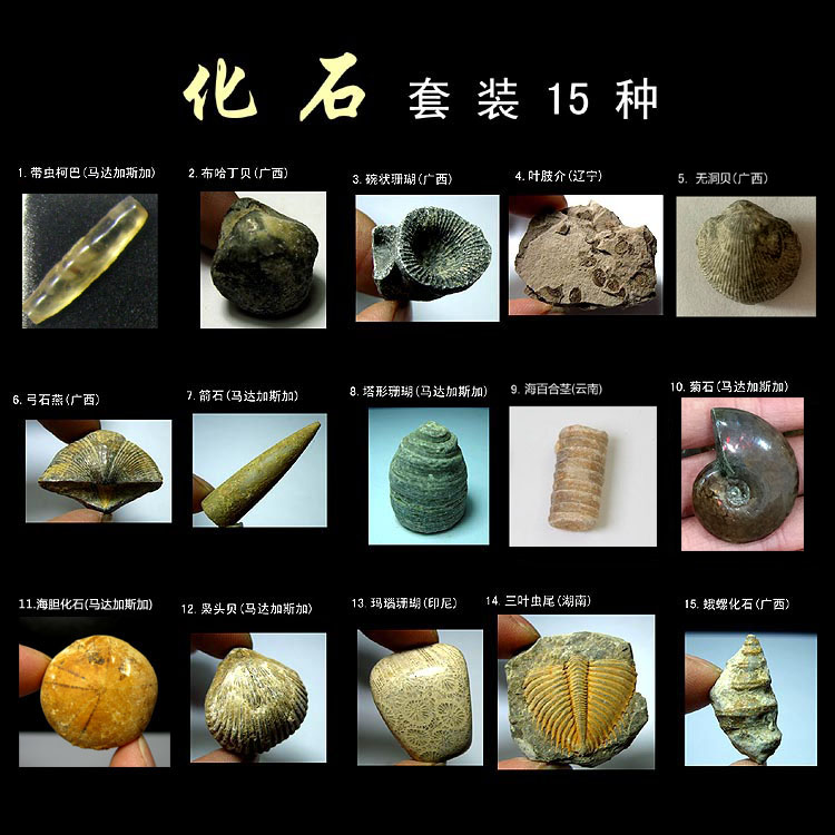 Fossil AF2013 * fossil specimen boxed * fossil suit 15 species (200g) with storage box *XR