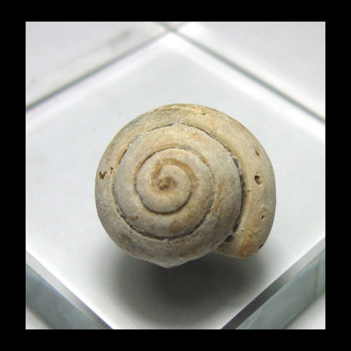 Shellfish sea snail fossil AF3551B14 * small bread snail fossil (1 8cm3 6g)