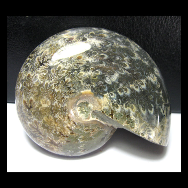 Ammonites Fossil AF6525K8 Natural Horse Island Fat Ammonites (8 cm232g)