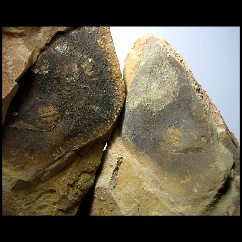 Fossil AF7302FE * Fruit Le Trilobite Fossil * Off Shield Shell (Jingxi Fruit Le 14 cm733g)