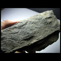 Plant Fossil AF3110M7 Huiyu Fossil*Plant Fossil*Whole Leaf (self-collected 16cm319g)
