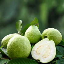 White core guava crispy sweet and refreshing soft glutinous guava White Heart 5kg send sour plum powder fresh fruit