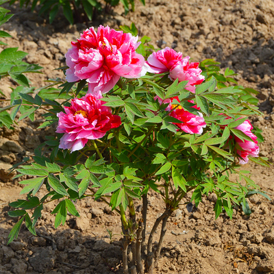 牡丹花苗大苗洛阳正宗盆栽植物室内好养四季9 8元 719