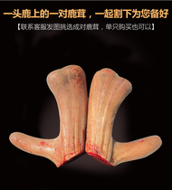 Jilin sika antler fresh whole sika deer antler soup nourishing first stubble two-bar antler blood soaked wine product