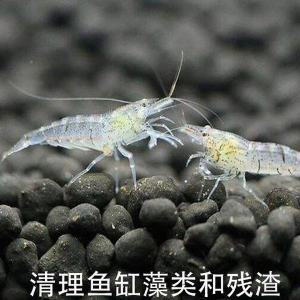 虾哥正品水族