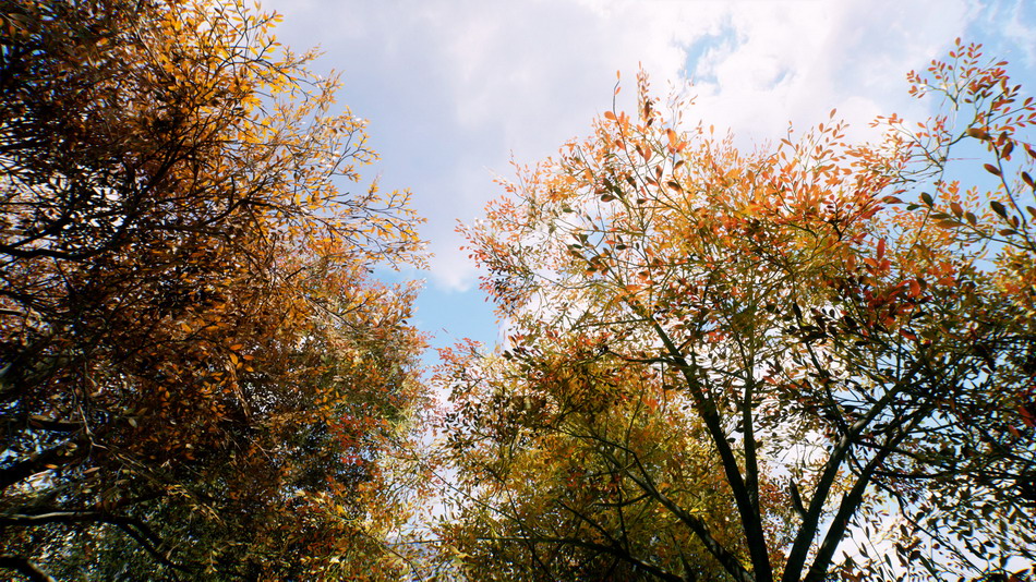 在道具创建的Autumn realistic forest pa_5099ff60.jpg