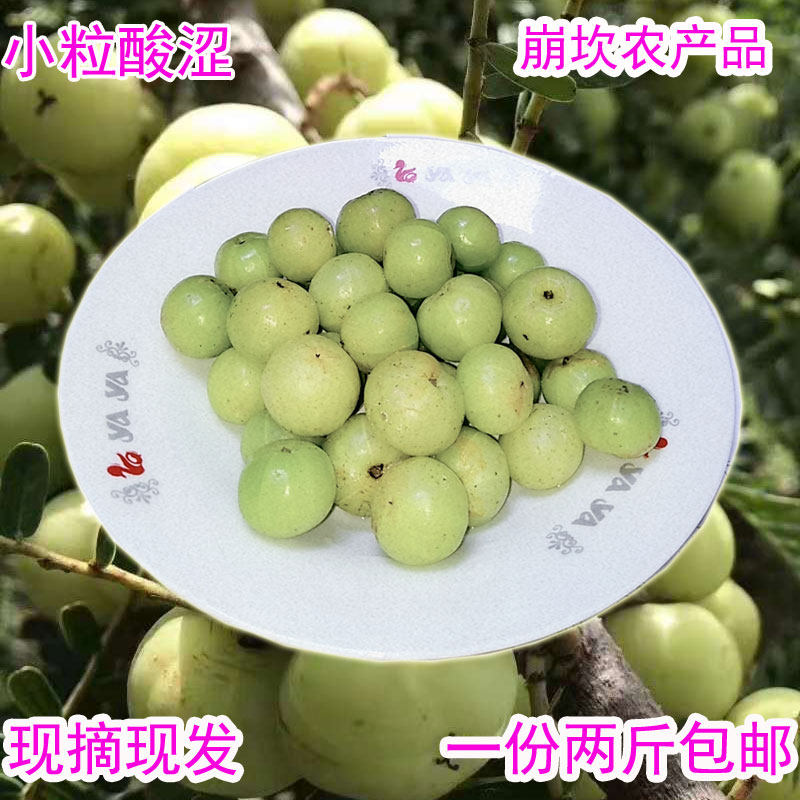 Fruits of the fresh pregnant women of the oil ggano are now removed