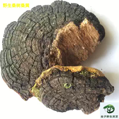 Pure wild Mulberry Mulberry wild Phellinus wild Phellinus wild Phellinus Ganoderma lucidum Mulberry Mulberry spp Ganoderma lucidum 500g