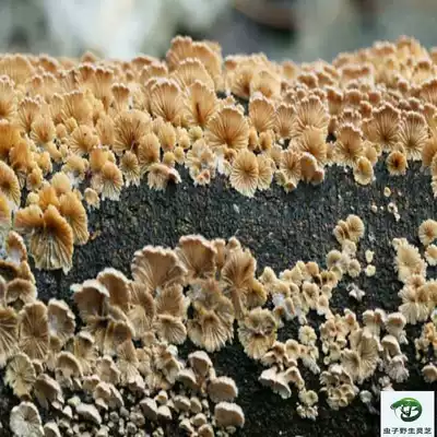 Wild cleft fungus wild white ginseng fungus wild tree flower wild white flower wild chick fungus cleft