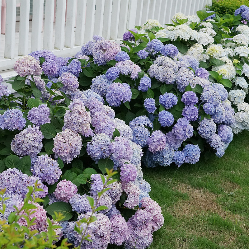 惠惠的花園大花繡球無盡夏超大苗八仙紫陽花耐陰植物庭院陽臺盆栽