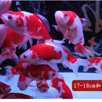 Cold Water Fresh Water Ornamental Fish Merchants Red Grass Golden Red White Carp Live Fish Fry Gold Fish Small Good Breeder Live Fish