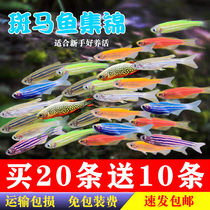 Zebra Fish Small Tropical Ornamental Fish Traffic Light Corfish Group Sloth Resistant Fresh Water Fluorescent Pauline Lamp Living Fish