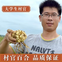 Village official Lily dry dry goods farm self-produced non-sulfur smoked Lily non-Lanzhou Sweet Medicine Lily 250g specialty