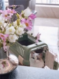 Lipkle Pet Air Box Care Cage и держите коробку для маленькой собачьей кошки из портативной космической кошки сумки для кошки