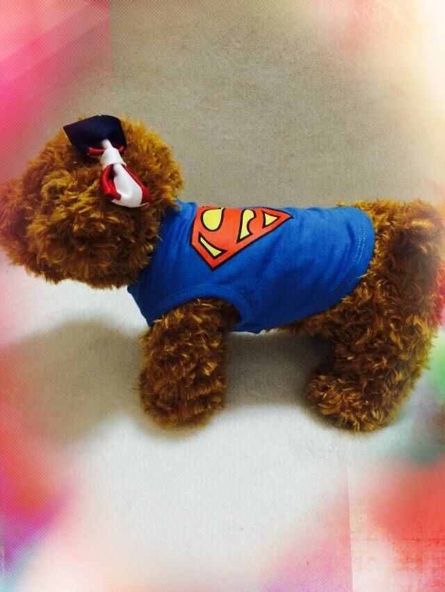Quần áo chó mùa xuân và mùa thu Teddy vest Chihuahua hơn gấu con chó con quần áo cotton thoáng khí đặc biệt - Quần áo & phụ kiện thú cưng quan ao thu cung