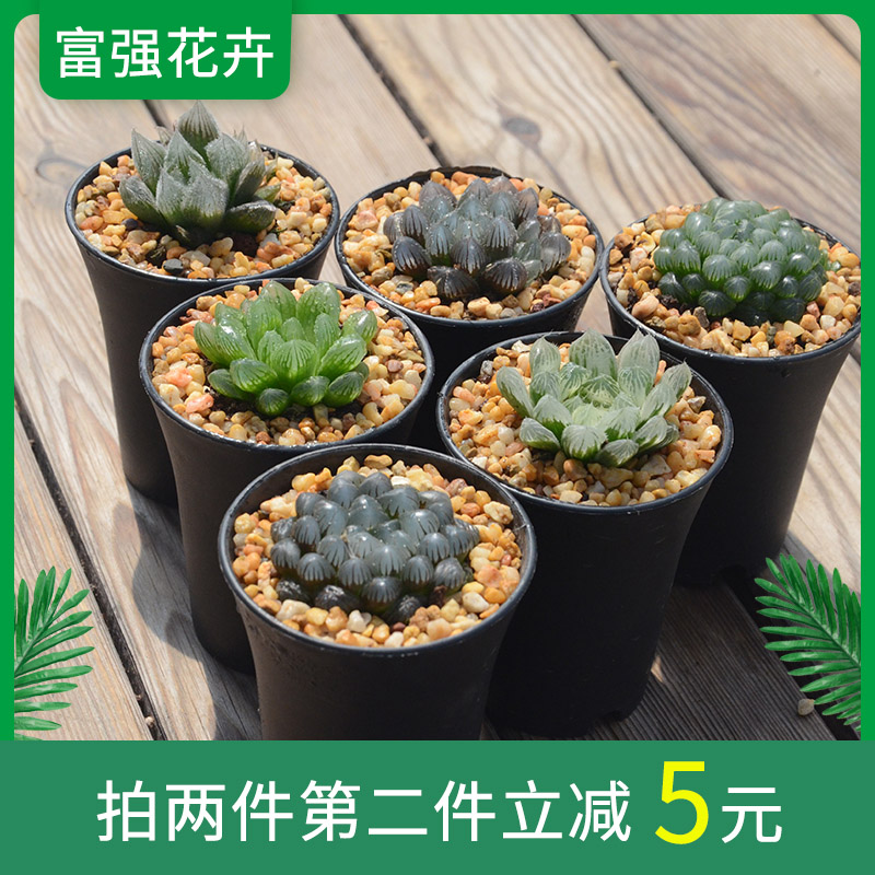 Strong and strong floral new hand jade dew suo package multi-meat combined more preferential package to send Vientiane basin twelve vol.