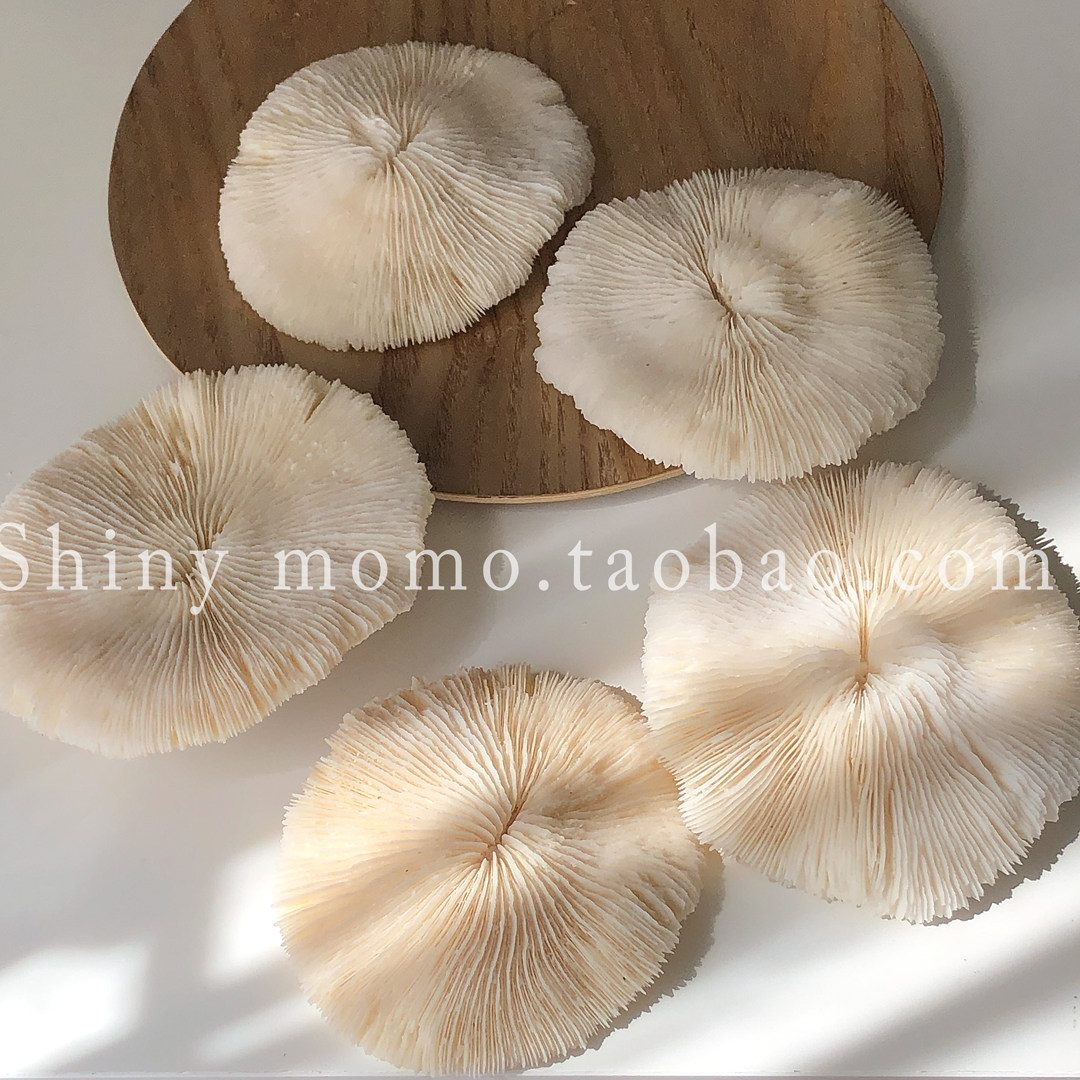 SHINY MOMO Han Style Ins Home Swing Studio Furniture Shop Windows Decoration Swing Pat Props