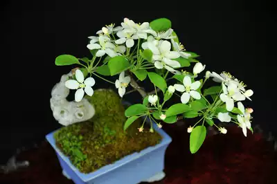 实拍日本小品姬林檎苹果微型盆景姬苹果盆景姬林檎苹果小品盆景