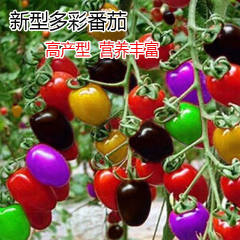 100 new types of colorful waterfall tomato seeds