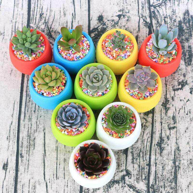 Combination of potsted succulents with pots of indoor air c