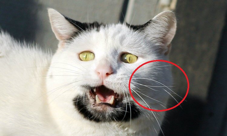 爲啥臉上會突然長一根白色的毛 像貓鬍鬚 淘寶海外